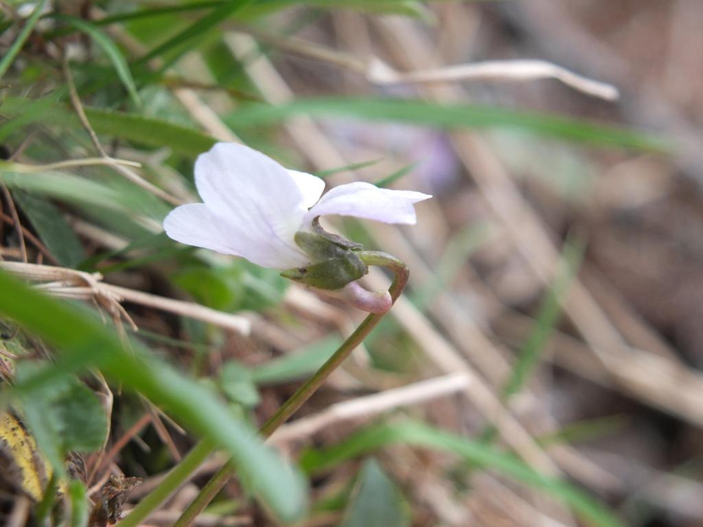 Viola thomasiana / Viola di Thomas